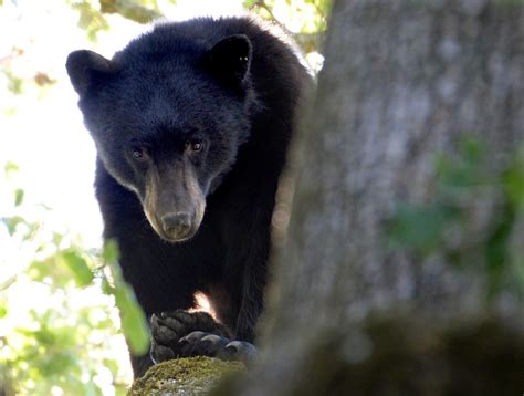 Genetic sleuths capture the secret lives of Bay Area bears